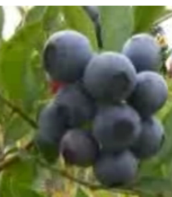 bilberry benefits diabetes