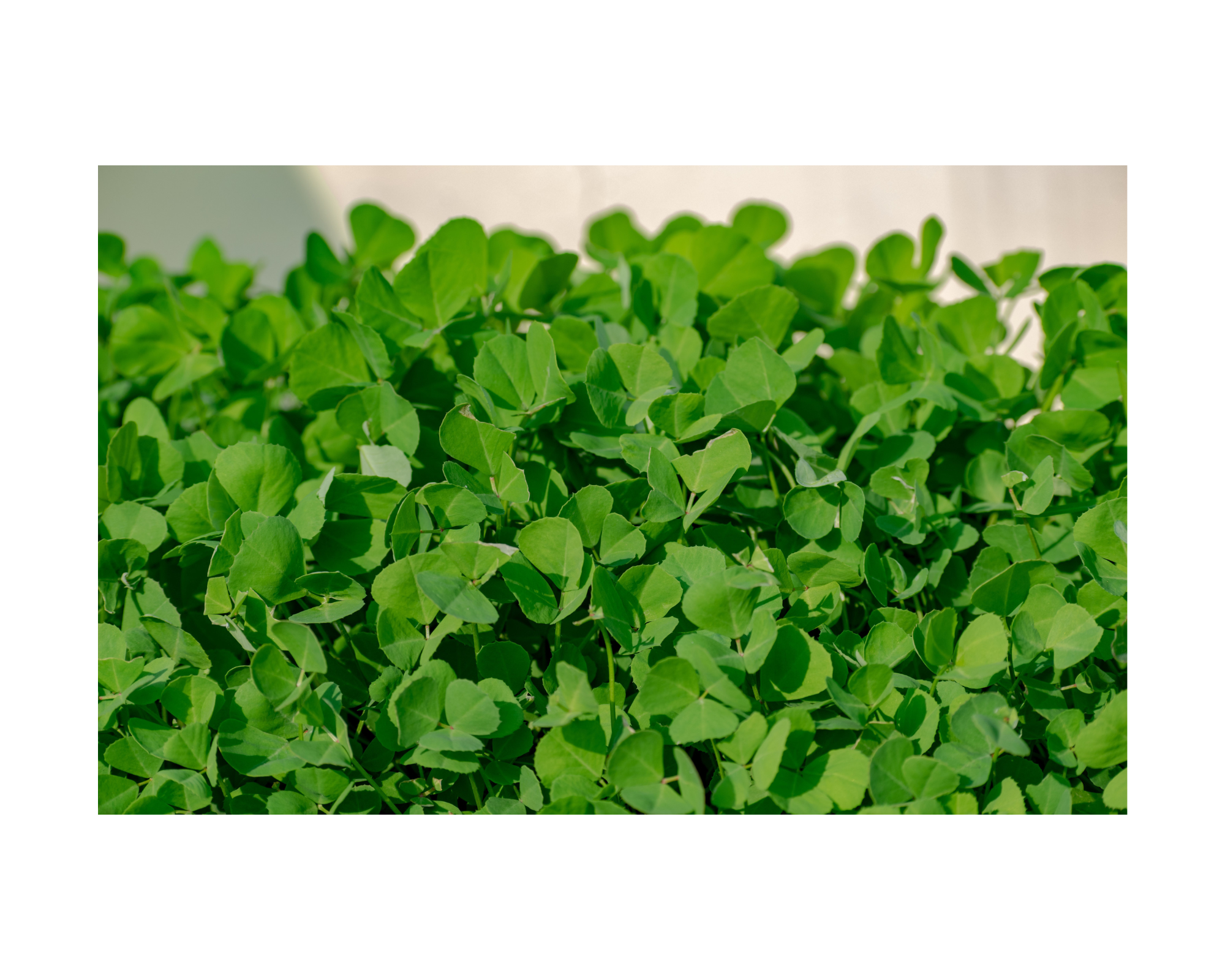 fenugreek-plant