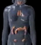 Human Body Endocrine Hormones