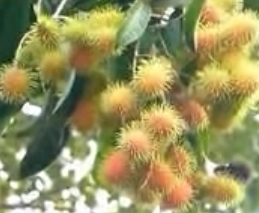 Nephelium lappaceum Seeds