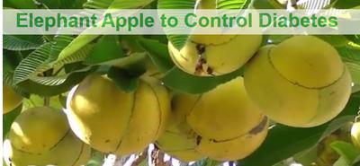 Elephant Apple for Diabetes