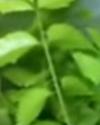 Neam Leaves