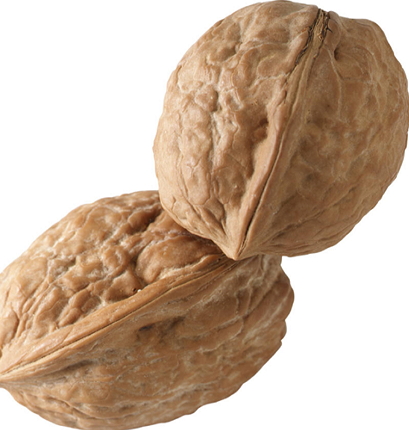 walnut