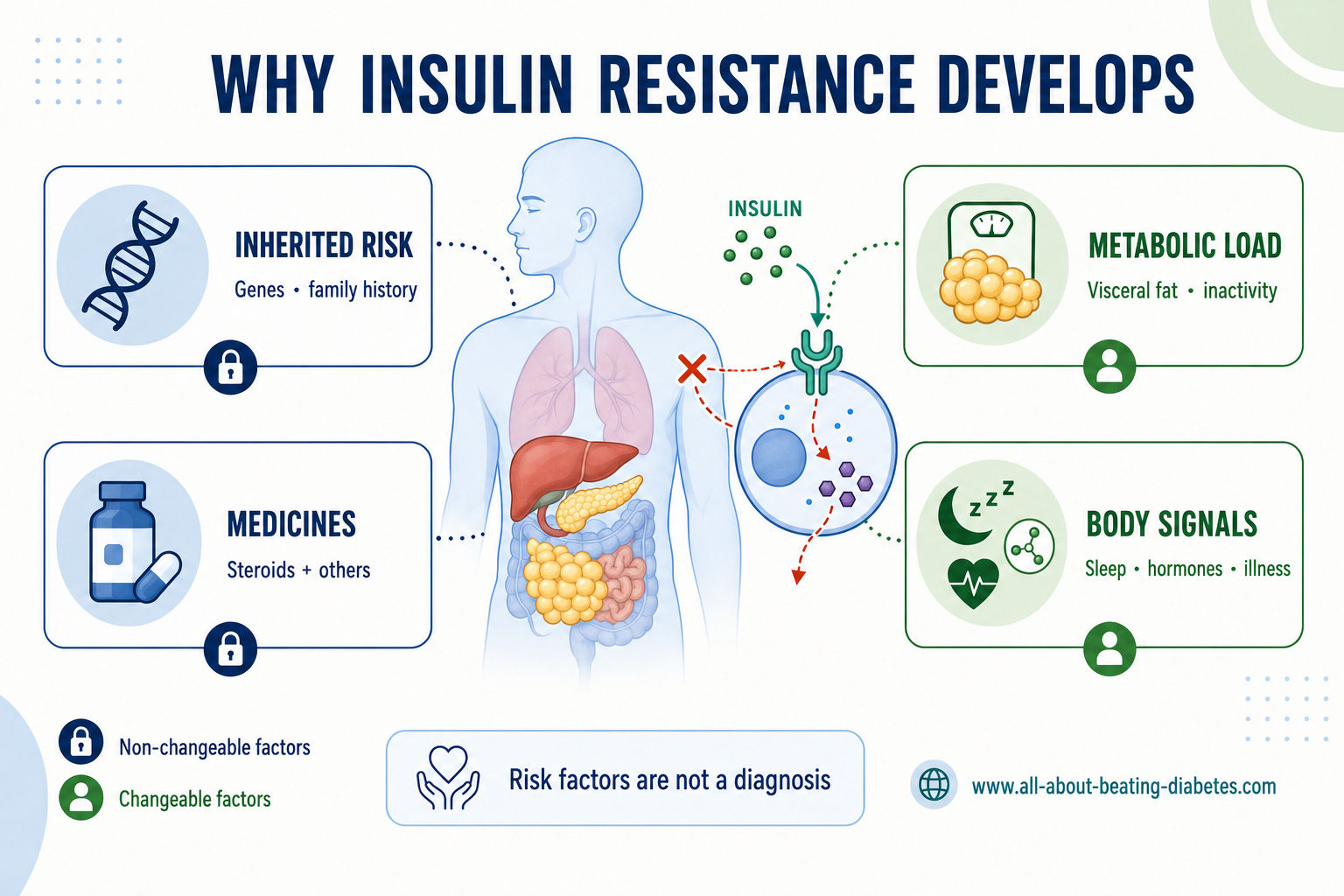 why insulin resistance develops