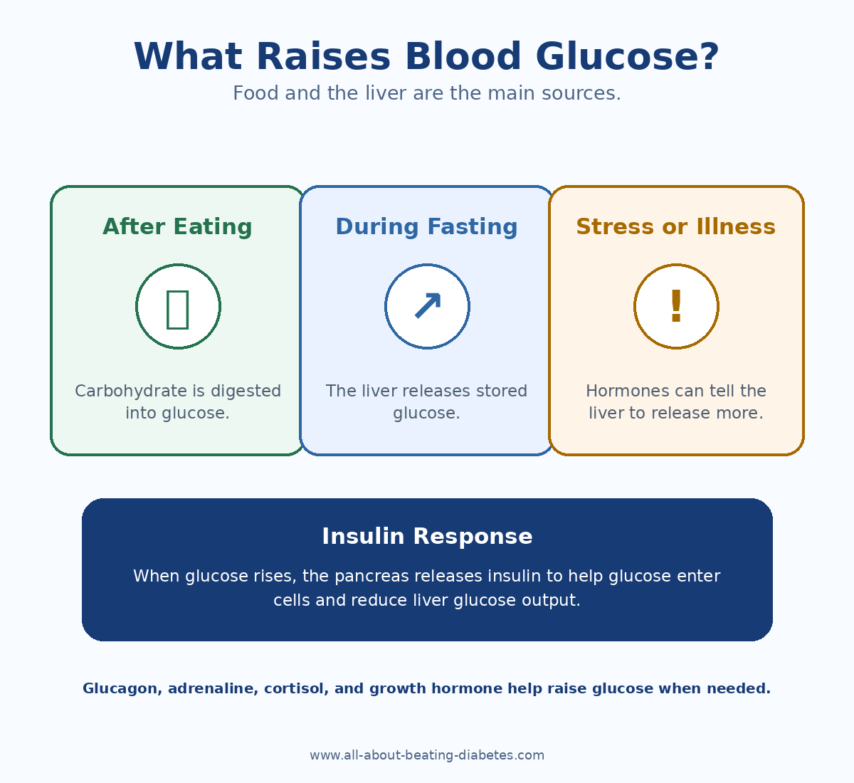 Infographic explaining that food, liver glucose release, stress hormones, and insulin regulate blood glucose